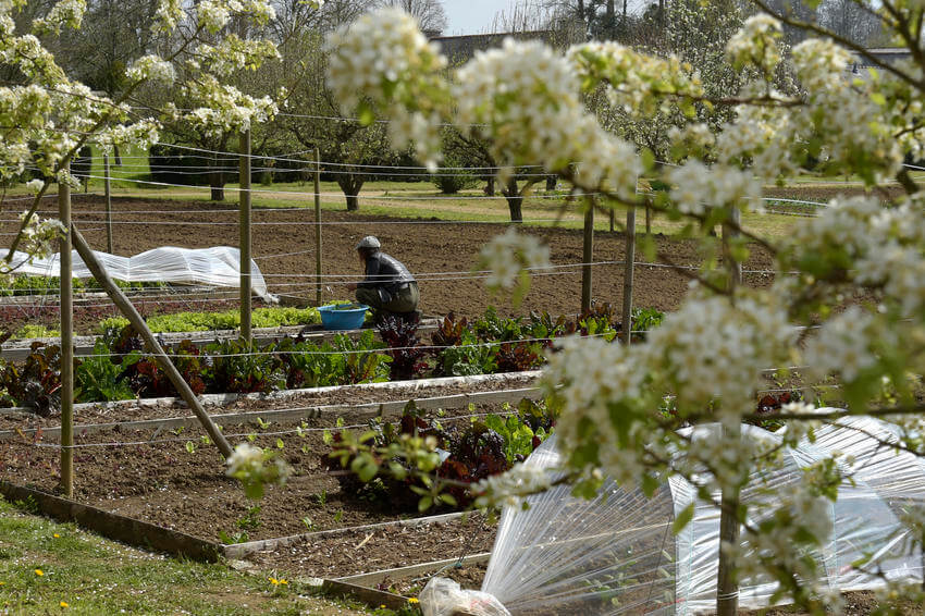 Atelier maraîchage bio et floriculture du CASCI, au domaine du Boisgelin à Pléghédel