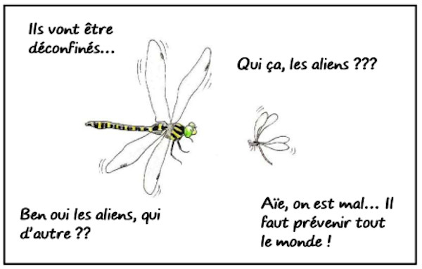 libellules