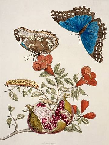 papillon