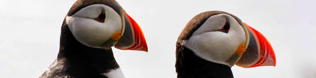 La Faune Côtes Darmor Le Département