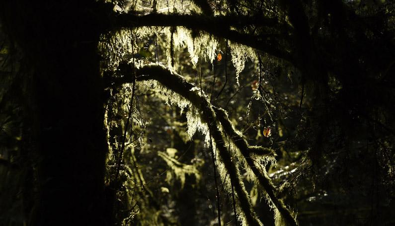 A la découverte de la forêt de Befou befou