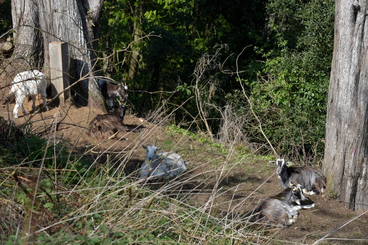 Les chèvres des fossés introduites sur les coteaux du parc de Rohannec'h à Saint-Brieuc.