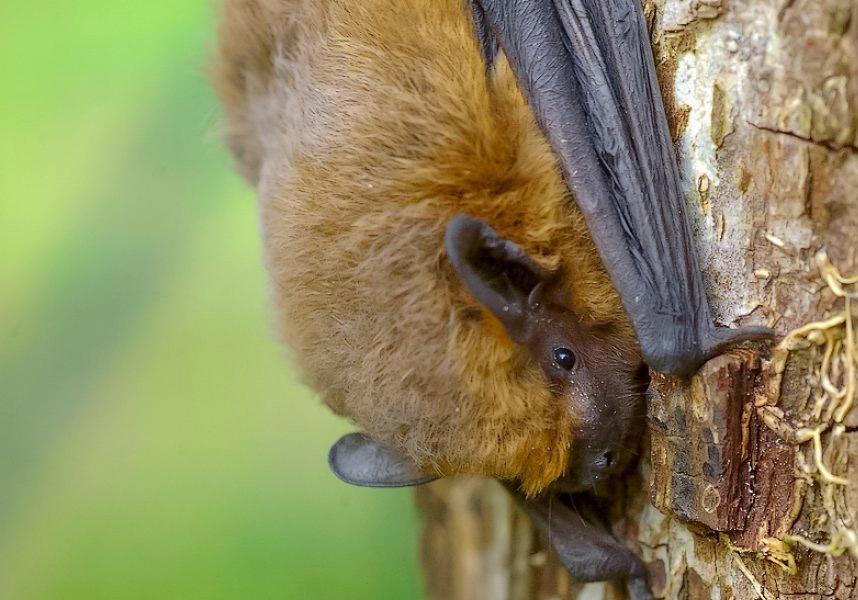 chauve-souris
