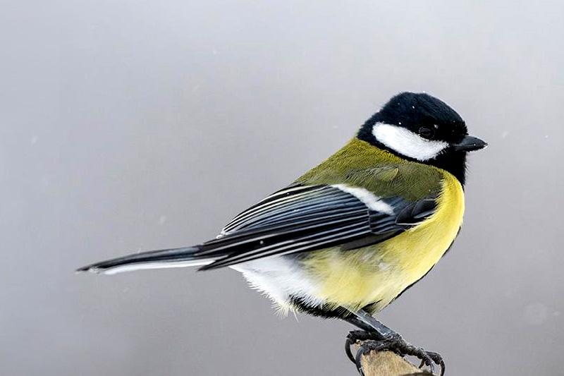 Invitez les oiseaux dans votre jardin