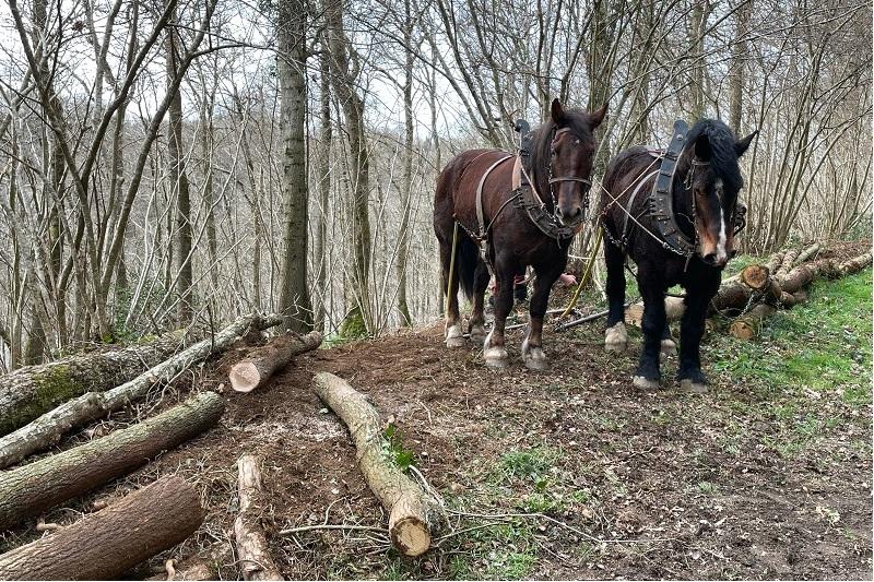 Chevaux au massif de Gouët