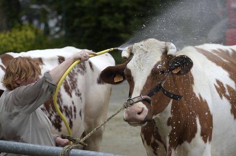 Lors des Terralies 2018 (remplacé par le salon de l'agriculture depuis cette année). Une éleveuse de Loscouët-Gouarec lave ses Pies rouge des plaines. Photo : Thierry Jeandot