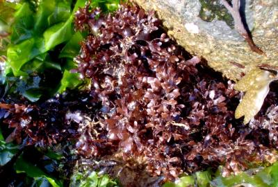 Chondrus crispus